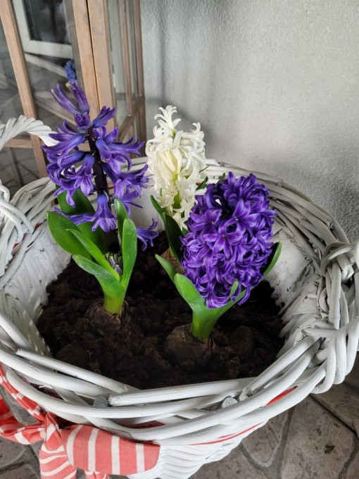 Dzień ziemi 22 (10)